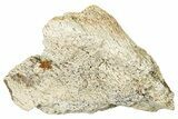Dinosaur (Triceratops) Frill Shield Section - Montana #330182-1